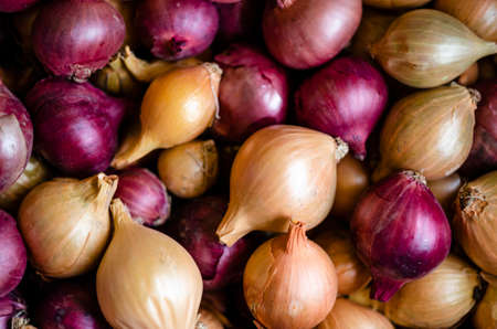 Bunch of onions in the vegetable section of shop or at home in the pantry. Golden heads of raw uncleaned bulbs in yellow, red and purple dry husks from a seedbed. Concept of autumn harvest season.の写真素材