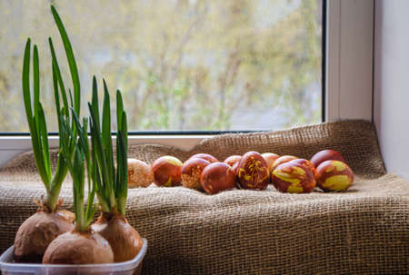 Easter eggs are coloured by the ancient onion husk method with various natural patterns lying by window in sunshine on beige burlap next to the sprouted green onion. Concept of light Christian holidayの写真素材