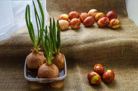 Easter eggs are coloured by ancient onion husk method with various natural patterns lying in sunshine on beige burlap next to the sprouted green onion. Concept of a light Christian holiday and Spring.の写真素材