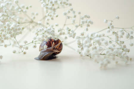 Dark brown Achatin with a spiral shell crawls among beautiful white flowers on a bright, clear day....