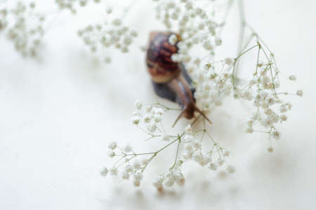 Dark brown Achatin with a spiral shell crawls among beautiful white flowers on a bright, clear day. Extreme close up macro healing mucus and anti-aging slime of Giant Snail. Air beauty with copy spaceの写真素材