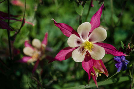 Floral concept of closeup pink Aquilegia hybrida on a green leaves in garden. View to blooming flower in Summertime with copyspace. Selective focus and minimal composition of Winky Red and White.の写真素材