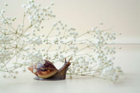 Dark brown Achatin with a spiral shell crawls among beautiful white flowers on a bright, clear day. Extreme close up macro healing mucus and anti-aging slime of Giant Snail. Air beauty with copy spaceの写真素材