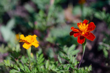 Floral concept of closeup yellow and orange Tagetes on green leaves in garden. View to two blooming velvet flowers in Summertime with copyspace. Selective focus and minimal composition in spring day.の写真素材