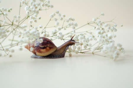Dark brown Achatin with a spiral shell crawls among beautiful white flowers on a bright, clear day. Extreme close up macro healing mucus and anti-aging slime of Giant Snail. Air beauty with copy spaceの写真素材
