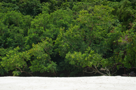 Beach and green forest thickets. The nature of the background. Horizontal photoの写真素材