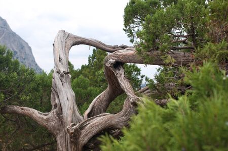 Juniper winding stem in cloudy weather. Mountains in the background. Horizontal photoの写真素材