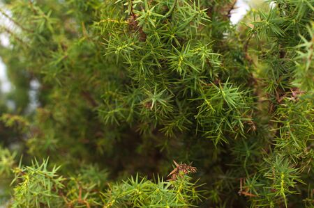 The juniper tree closeup. Horizontal photoの写真素材