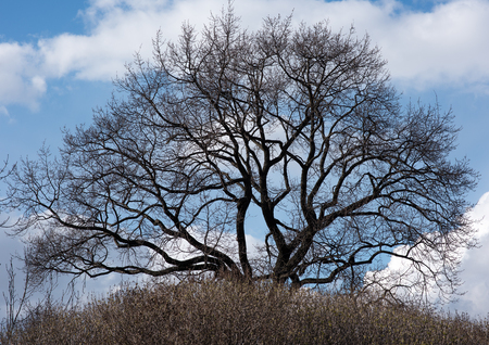 The silhouette of a tree with winding branches without leaves against the sky with cloudsの写真素材