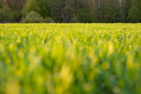 Field of fresh green grass closeup. The forest in the background