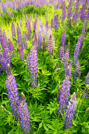 Fields of wild lupine. Colorful natural background. Beautiful purple flowers in fresh summer greensの写真素材