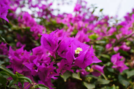 Mauve bougainvillaeaの写真素材
