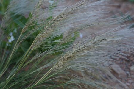 Feather grass
