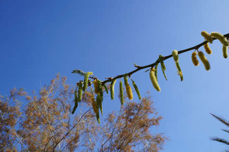 Acacia blossomの写真素材