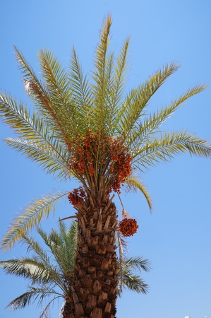 Dates on palm treesの写真素材