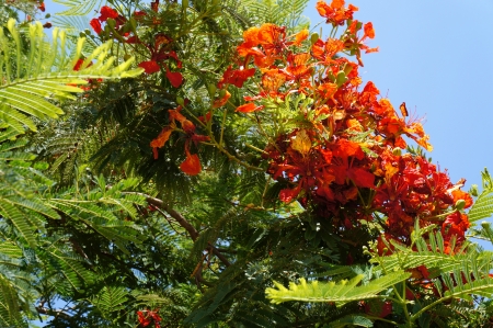 Delonix regia blossomの写真素材
