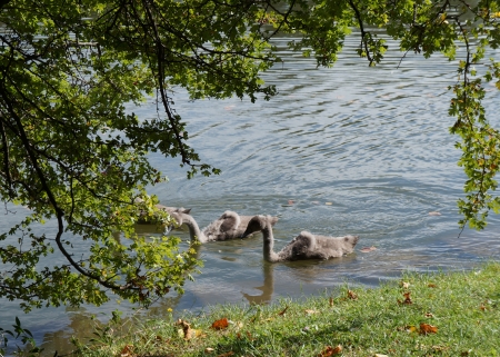 Swans and cygnets in the lakeの写真素材