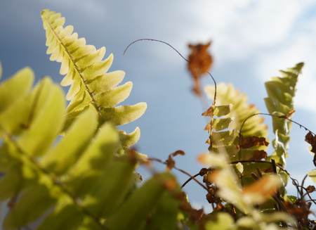 Green fern on the blue sky background, selective focusの写真素材