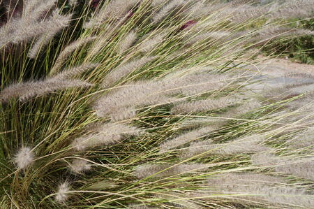 Feather-grass blossomの写真素材
