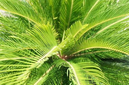 Cycas revoluta plant from aboveの写真素材