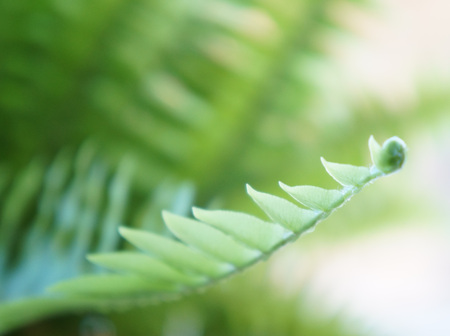 Nephrolepis exaltata fronds
