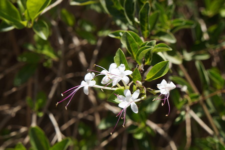 Clerodendrum inerme  Volkameria inermis  blossomの写真素材