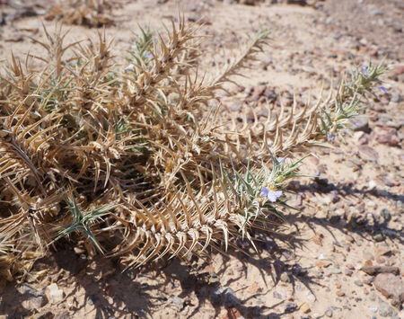 Blepharis ciliaris, desert plantの写真素材