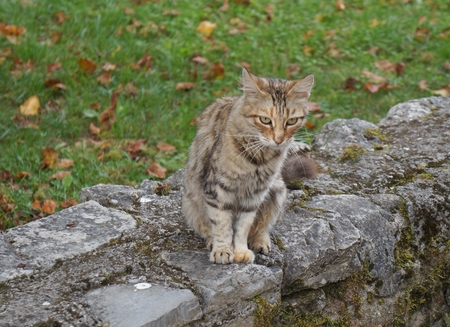 Alley cat in the parkの写真素材
