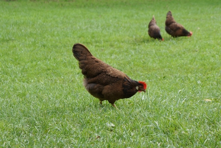 Red hen walking on the green grassの写真素材