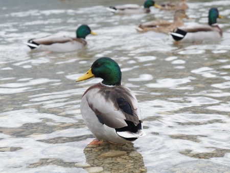 A covey of wild duck in the riverの写真素材