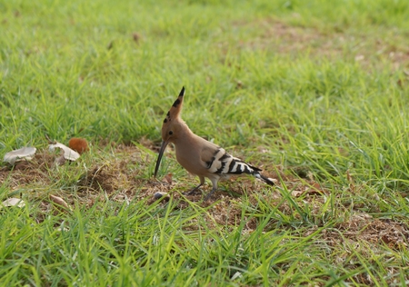 Hoopoe on a green grassの写真素材