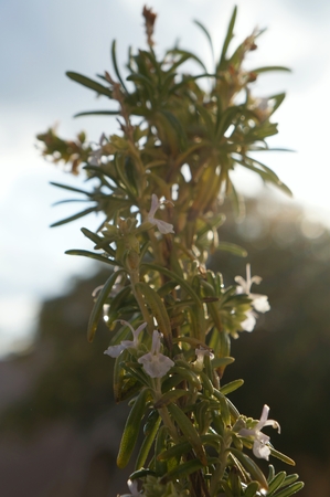 Rosemary blossom on the blue sky background, selective focusの写真素材