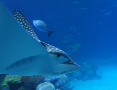 Spotted Eagle Ray (Aetobatus narinari) pass through coral reef