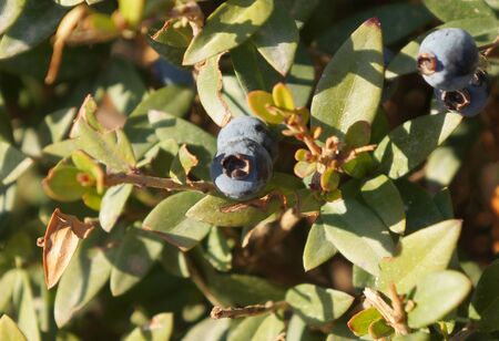 Blue berries on the myrtle plant