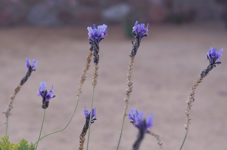 Lavender flowers close-up, selective focusの写真素材