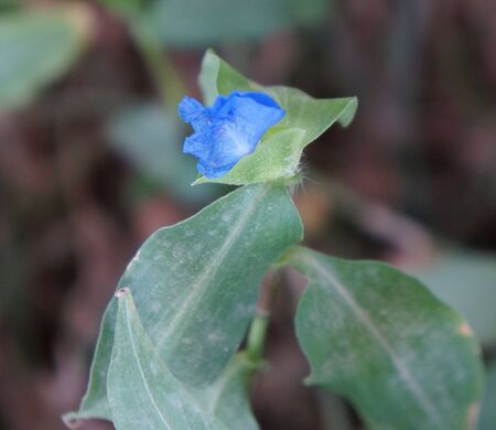 Tiny blue flowerの写真素材