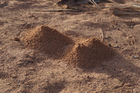 Anthills in the prairieの写真素材