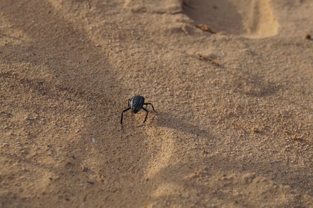 Prionotheca Coronata goes in the desert, selective focus