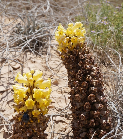 Desert Broomrape, wild parasitic plant in full bloom