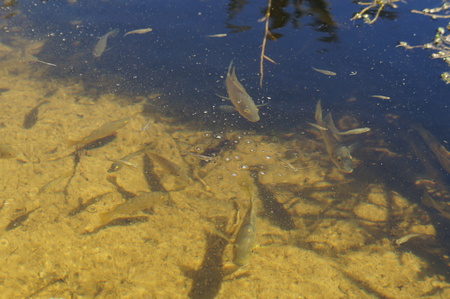 School of fish water background textureの写真素材