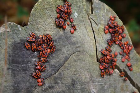 Colony of Pyrrhocoris apterus bugs on the old stub