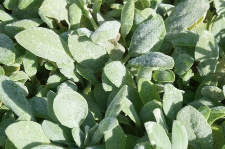 Lanata stachys buzantyana garden ornamental plants with dewのeditorial素材
