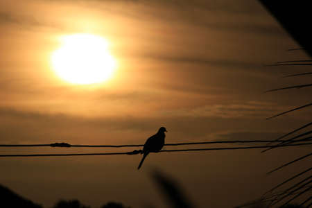 Silhouette of the bird sitting in Golden light and the sunriseの写真素材