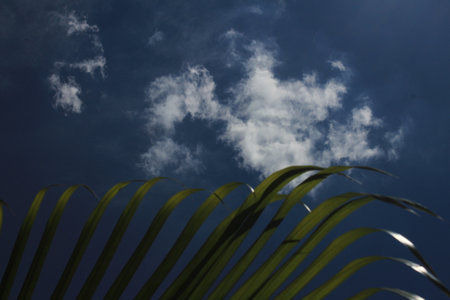 The sun rays on green palm leaves with blue clouds in the background. Sun rays on the Green leafsの写真素材