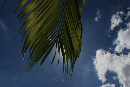 The sun rays on green palm leaves with blue clouds in the background. Sun rays on the Green leafsの写真素材