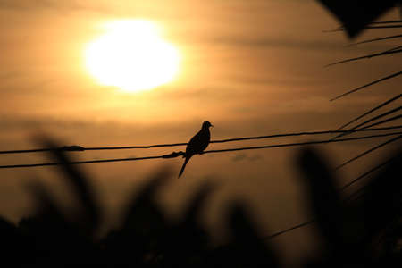 Silhouette of the bird sitting in Golden light and the sunriseの写真素材