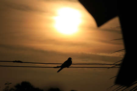 Silhouette of the bird sitting in Golden light and the sunriseの写真素材