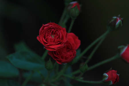 pink Roses in the Flowerpots in the garden. Roses for valentines dayの写真素材