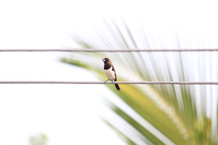 Small indian bird sitting. Indian myna with white and brown head sittingの写真素材