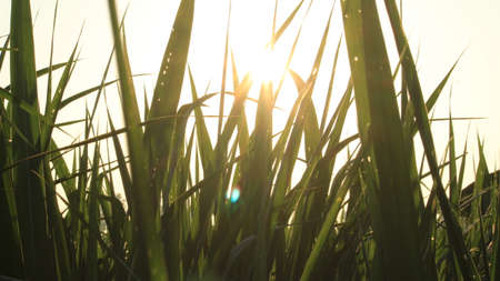 Dew on the grass in the sunny morning with beautiful soft bokeh effect. sunrise on the green grassの写真素材